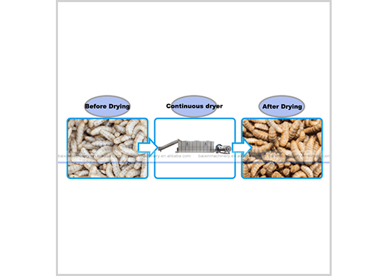 larvae   dryer/drying machine